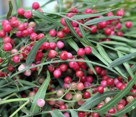 Pimienta rosa - $ 100 / kg | Las 7 especias más caras | Bayas cerebrales