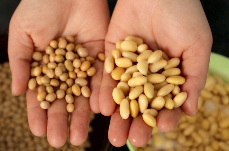 Frijoles de soya | 6 alimentos genéticamente modificados | Bayas cerebrales