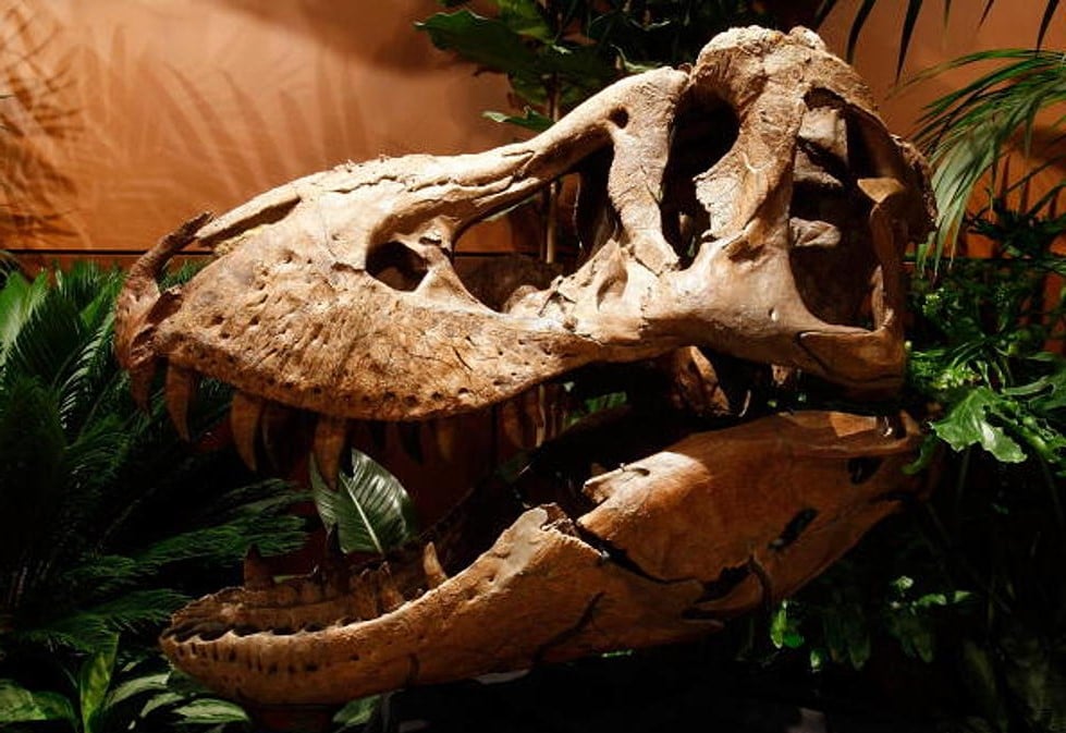     T-rex robado | Las 8 mejores cosas jamás robadas | Bayas cerebrales