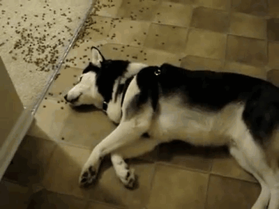 Regalos de 20 animales cortados y divertidos 4
