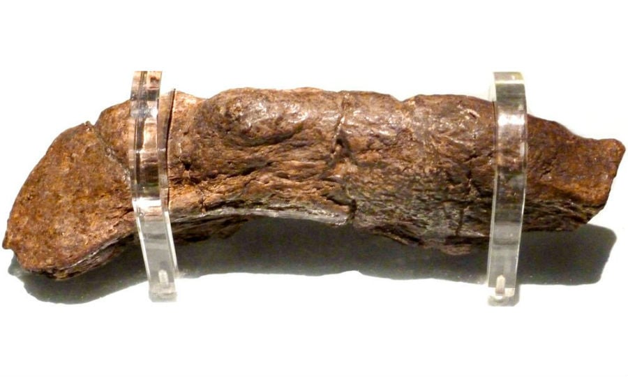 Lloyds Bank Coprolite | 6 descubrimientos arqueológicos extraños | Cerebro