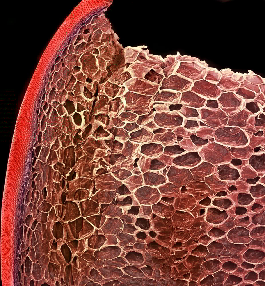 Tomate bajo el microscopio