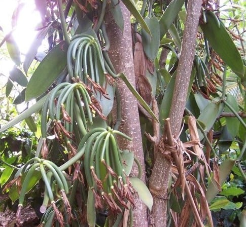 Vanilla - $ 800 / kg | Las 7 especias más caras | Bayas cerebrales