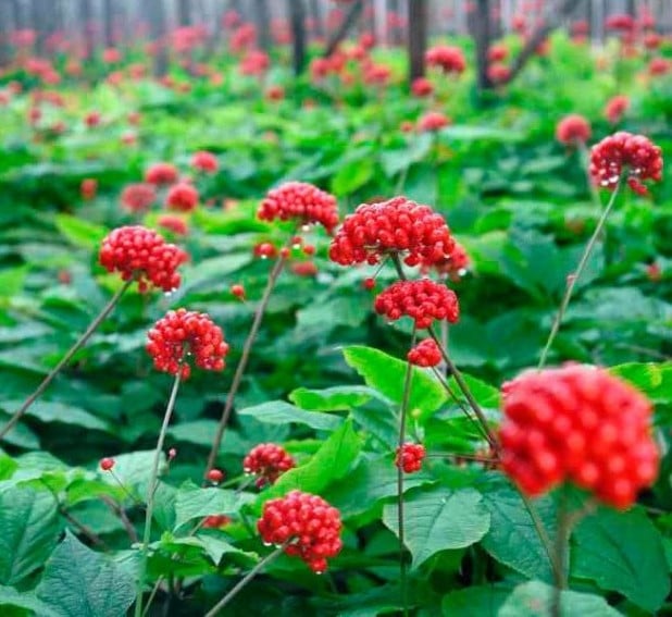 Raíz ginseng salvaje | Las 7 especias más caras | Bayas cerebrales