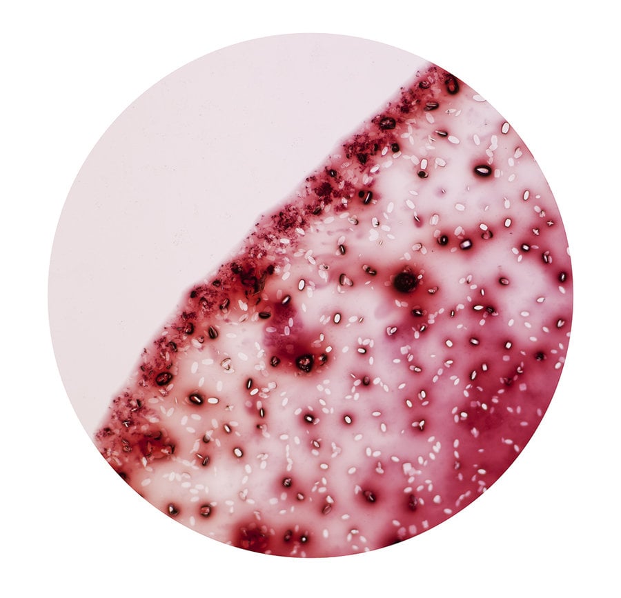 Vino debajo de un microscopio