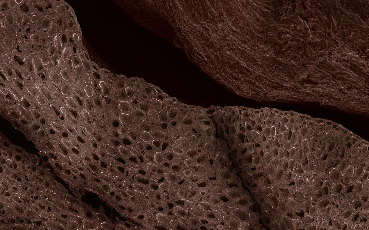 Grano de café bajo microscopio