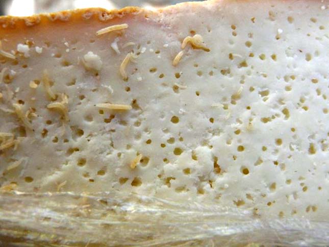 Prohibido-US-3-Maggot-Cheese-Casu-Marzu