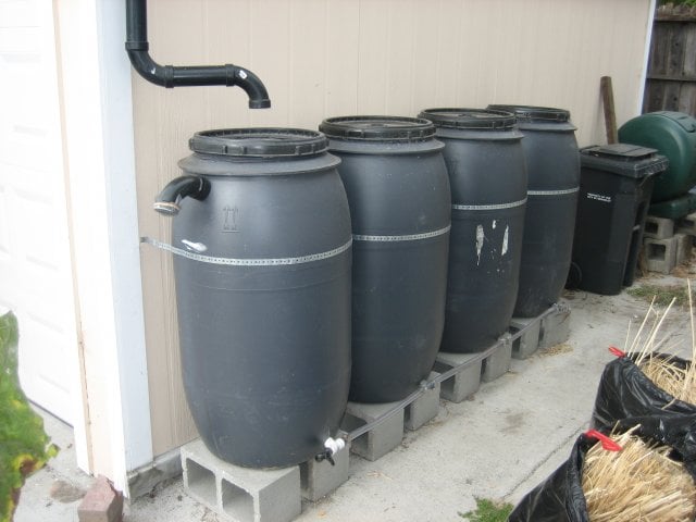 Panado de agua de la raíz del 8
