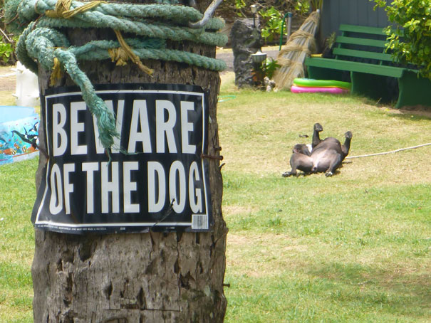 Cuidado con los dogs-10