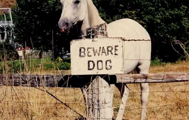Cuidado con los perros-12