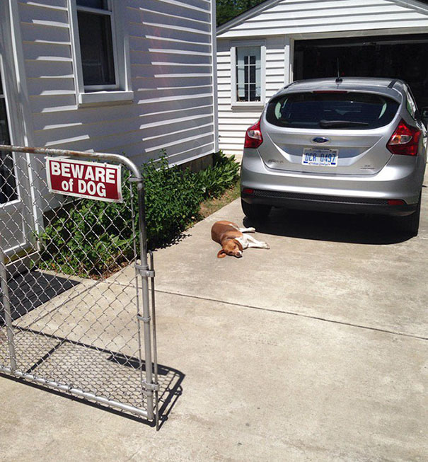 Cuidado con Dog-1