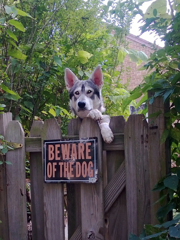 Cuidado con los perros-14