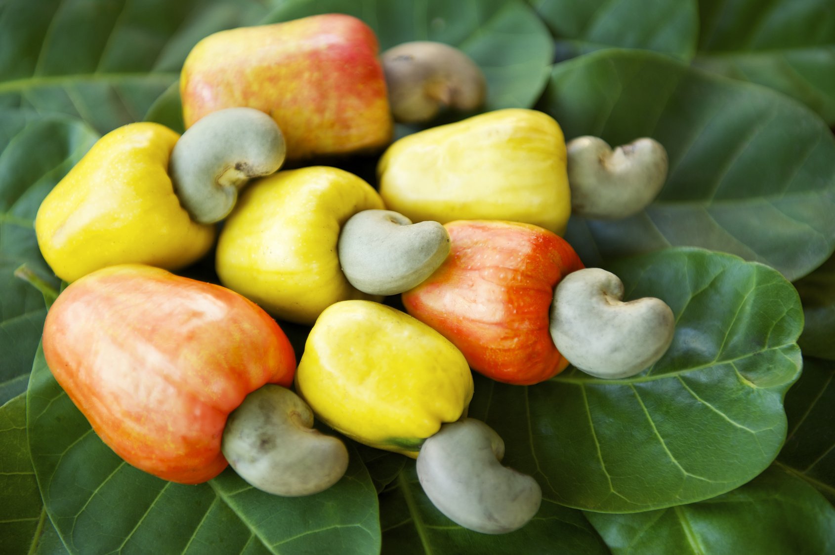 Fruta de anacardo caju brasileña recién llegada