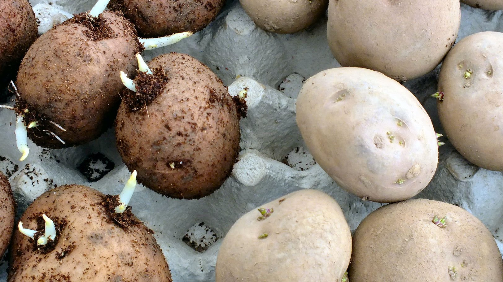 Mortal-comida-7-potato-sprouts