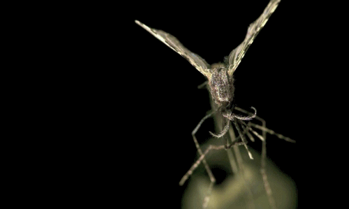 Fascinante-slomo-gifs_09