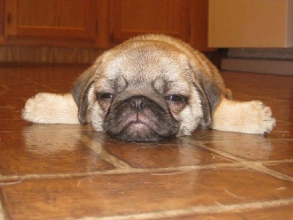 Pobres animales. It-a-lot-bebe-la noche -07 -07