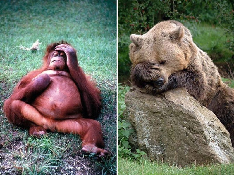 Pobres animales. It-a-lot-beber-la noche -08 -08