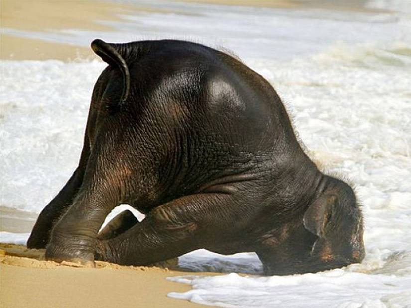 Pobres animales. It-a-lot-beber-la noche -09 -09
