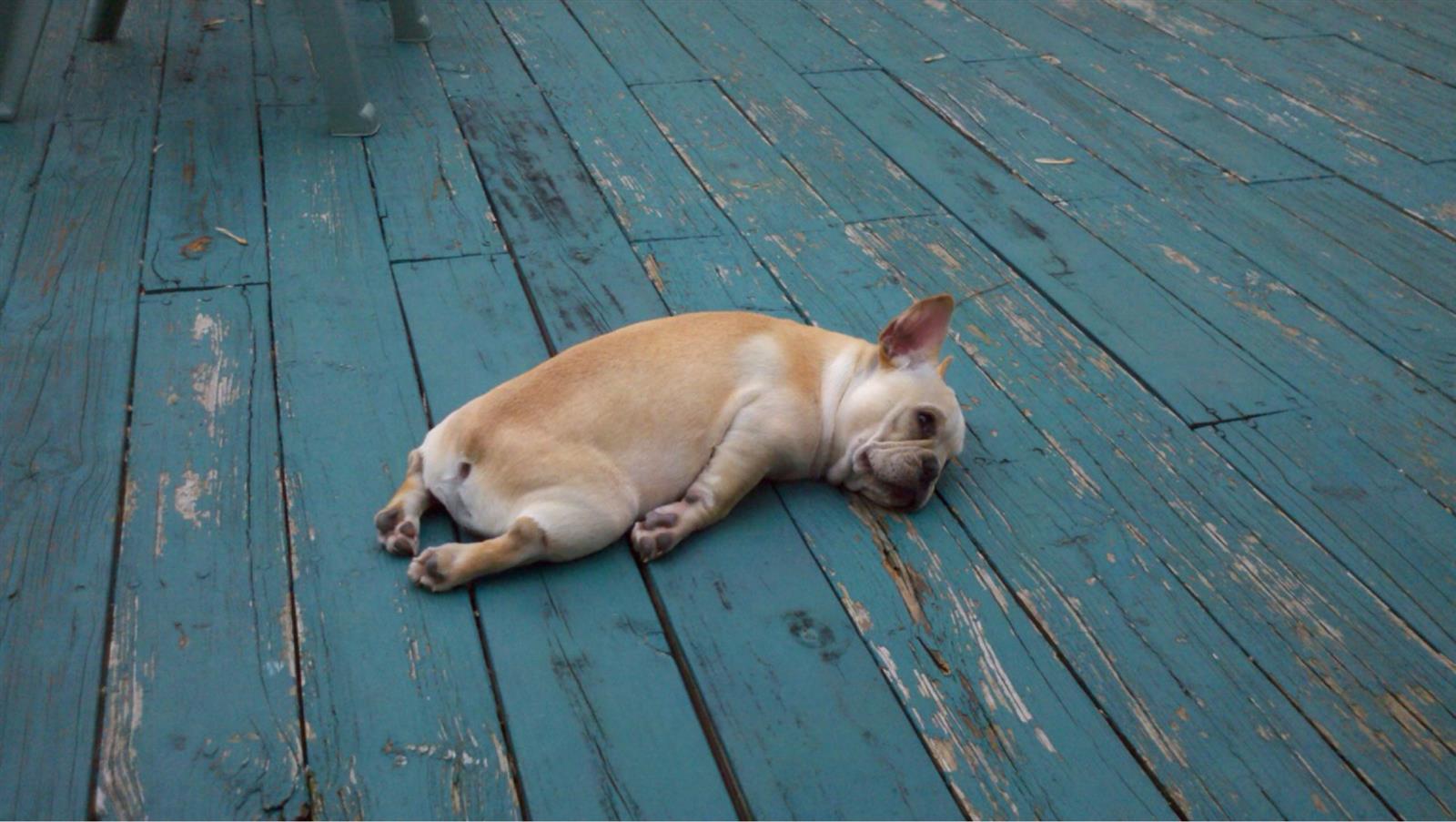 Pobres animales. Es-a-a-a-drink-la Night -10 -10