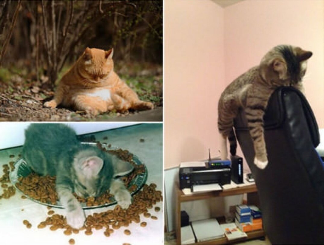 Pobres animales. It-a-lot-beber-la noche -1 -1