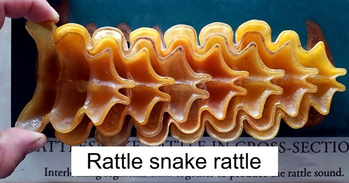 14 Objetos inusuales imágenes increíblemente geniales que se cortan la mitad de la mitad | Bayas cerebrales