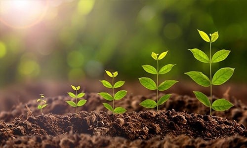 Eso es bueno para el medio ambiente | 7 razones para ir a vegetariano en 2019 | Bayas cerebrales