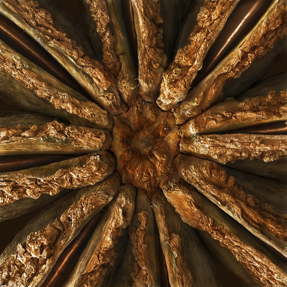 Fruta de anís estrellado con microscopio