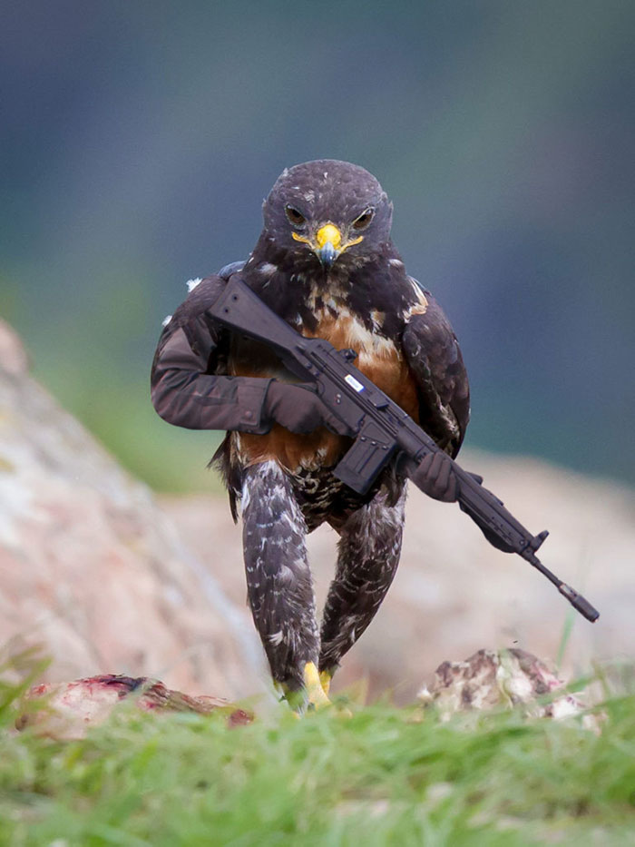 Este hawk-Photoshop-bate-es-Epic-02