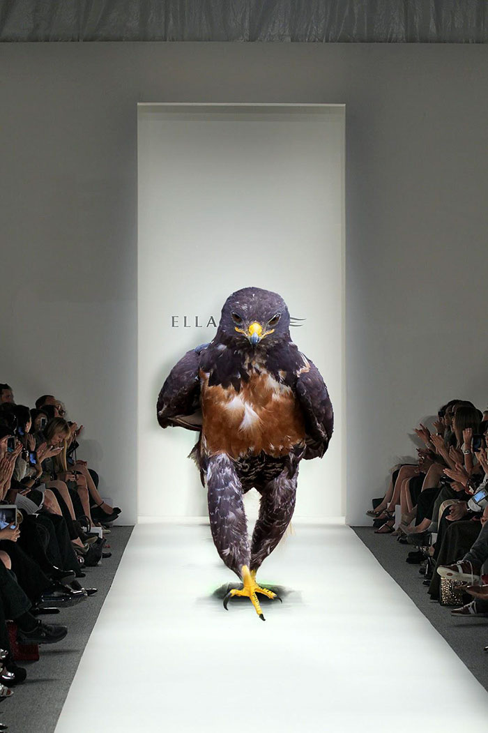 Este hawk-Photoshop-bate-es-Epic-09