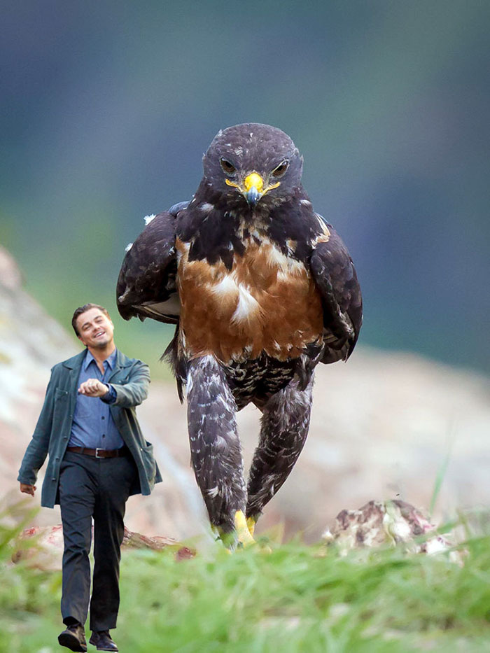 Este hawk-Photoshop-Battle-es-Epic-11