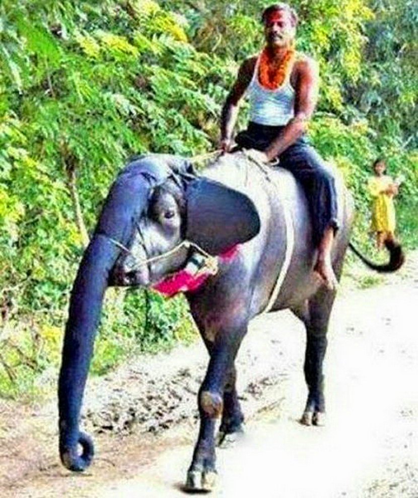 Cosas extrañas. Puede suceder solo-india -02